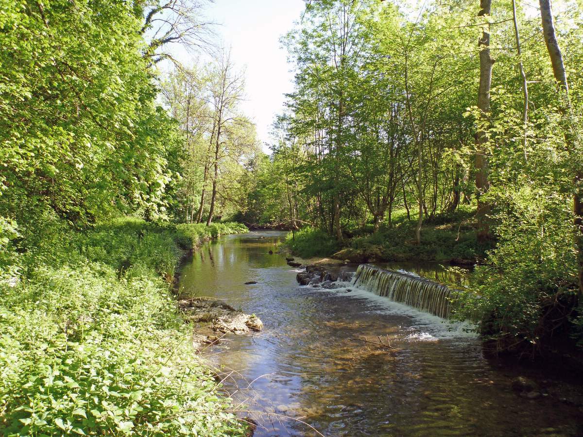 Petite rivière et gros poisson